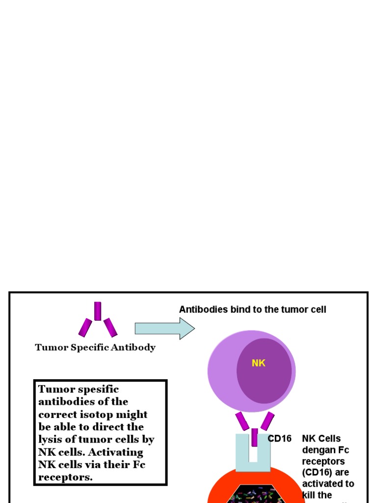 Presentation NK Cells | PDF