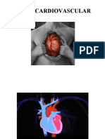 Sistema Cardiovascular (1)