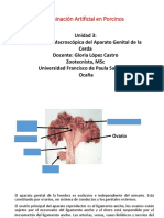 Anatomía Macroscópica Del Aparato Genital de La Cerda