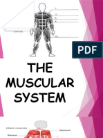 The Muscular System