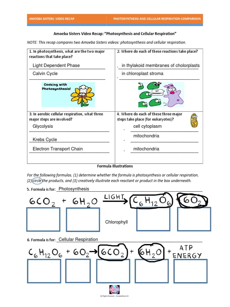 Amoeba Sister Video CR and Photosynthesis Questions | PDF | Photosynthesis  | Cellular Respiration
