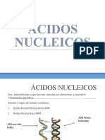 Acidos Nucleicos