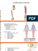 Clase Anatomia Osea M.inferior Jueves 07 Marzo