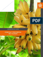 MF AA2 Cosecha y Poscosecha Del Platano