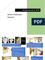 Anatomia de La ATM