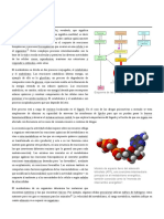 U4 PP 88 Metabolismo