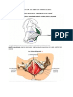 Anatomia Del Piso Pelvico