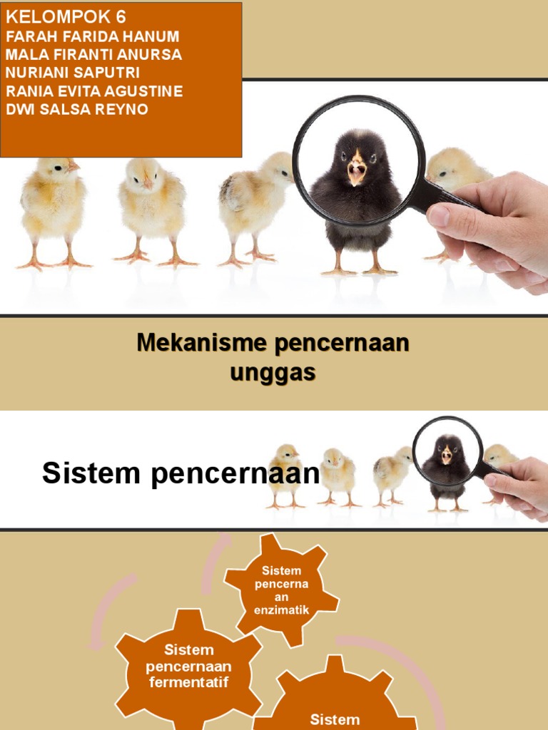 108 Gambar Pencernaan Unggas HD