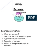n4n5 Enzymes Powerpoint