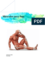 Músculos Del Brazo