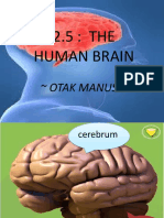 Human Brain - 4 Emeral