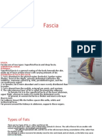 Fascia