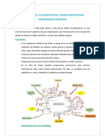 Ciclo de Krebs