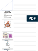 Respiratory System: Gas Exchange & Transport