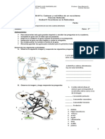 4°básico CIENCIAS NATURALES Guía #16 UNIDAD 2 Cadena y Red Trófica de Un Ecosistema