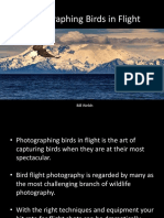 Photographing Birds in Flight - Tripod Camera Club Inc 