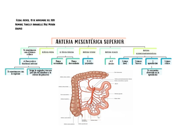 Ramas de la Arteria Mesentérica Superior | PDF