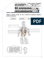 El Sistema Circulatorio 1