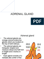 Adrenal Gland1