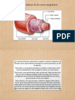 Capas o Túnicas de Los Vasos Sanguíneos