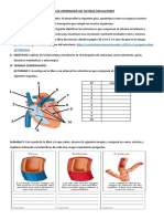 Guía de Aprendizaje - Sistema Circulatorio