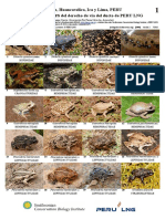 1009 Anfibios y Reptiles Del Ducto de Peru