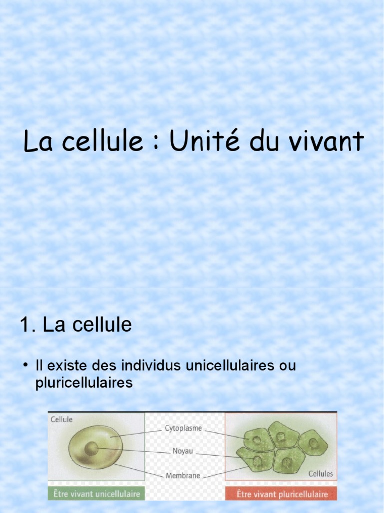 Nucléole — Wikipédia, image size:768x1024