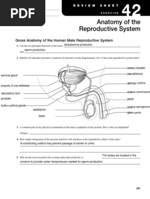 anatomy of the reproductive system e pdf uterus testicle