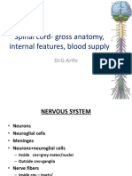 Spinal Cord Gross Anatomy 2