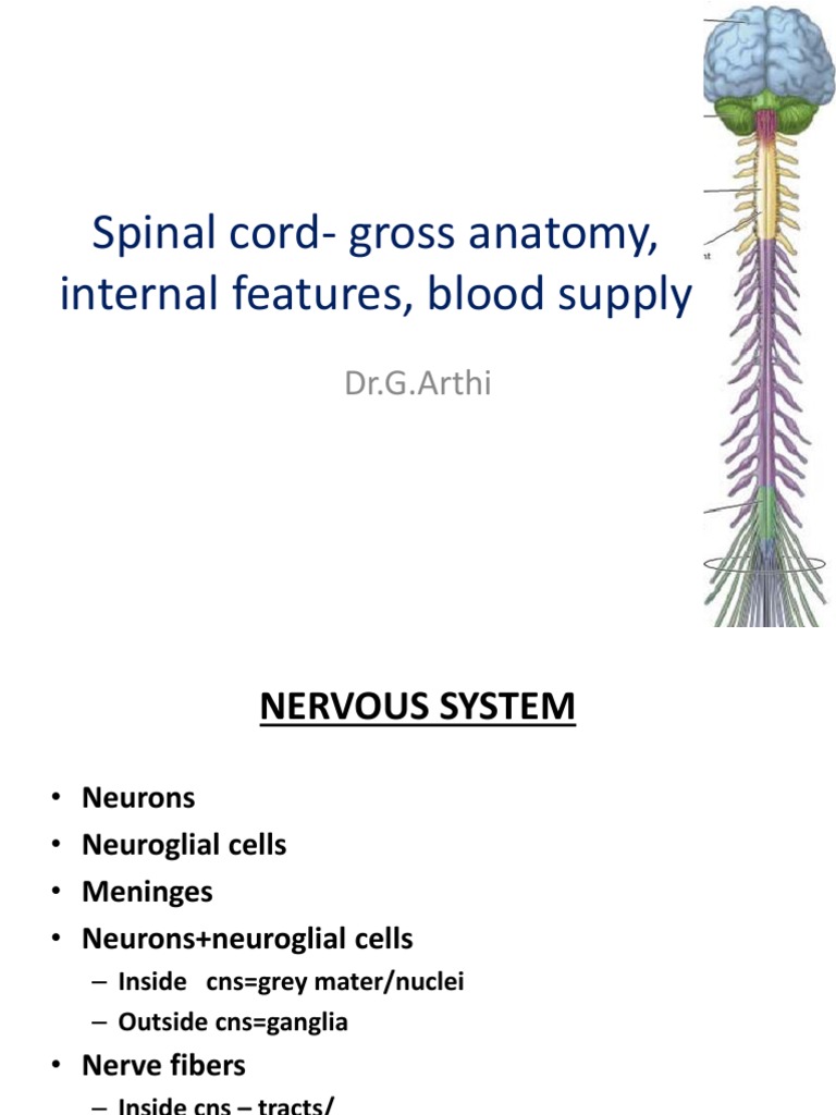 Spinal Cord Gross Anatomy Overview | PDF | Spinal Cord | Vertebral Column