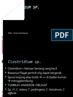 Clostridium SP