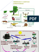 biomasa y nivel troficos