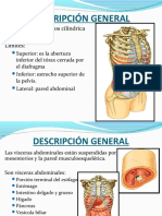 Anatomía Del Abdomen (Músculos, Irrigación e Inervación)