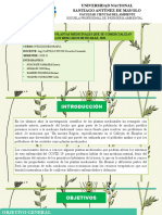 Grupo 9 - Inventario de Las Plantas Medicinales Que Se Comercializan en Los Mercados de Huaraz, 2021