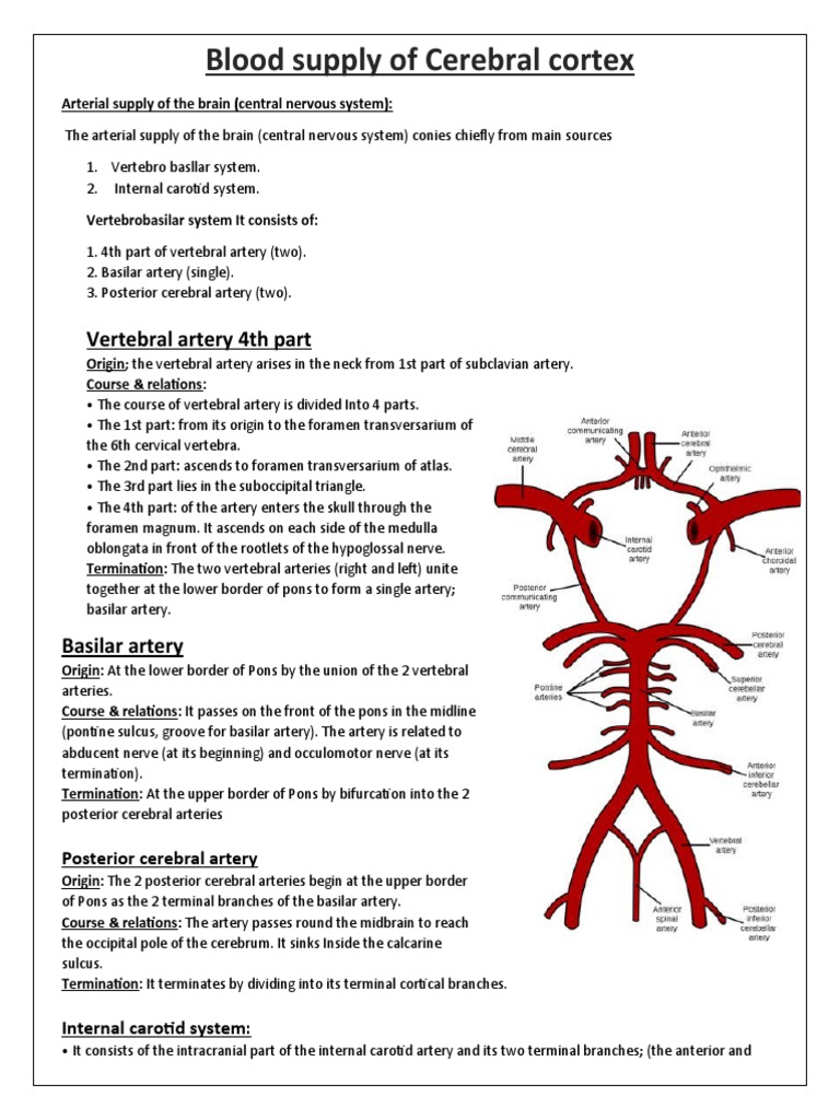 Blood Supply of Cerebral Cortex | PDF | Cerebral Cortex | Corpus Callosum