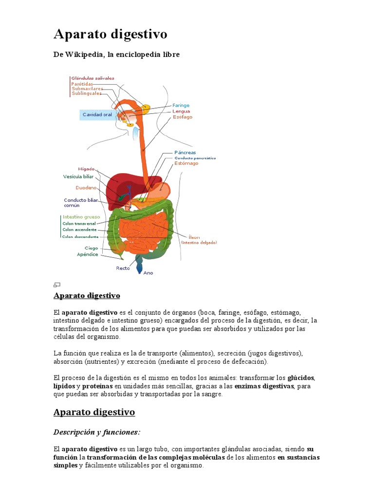 Sistema respiratorio fisiologia e anatomia