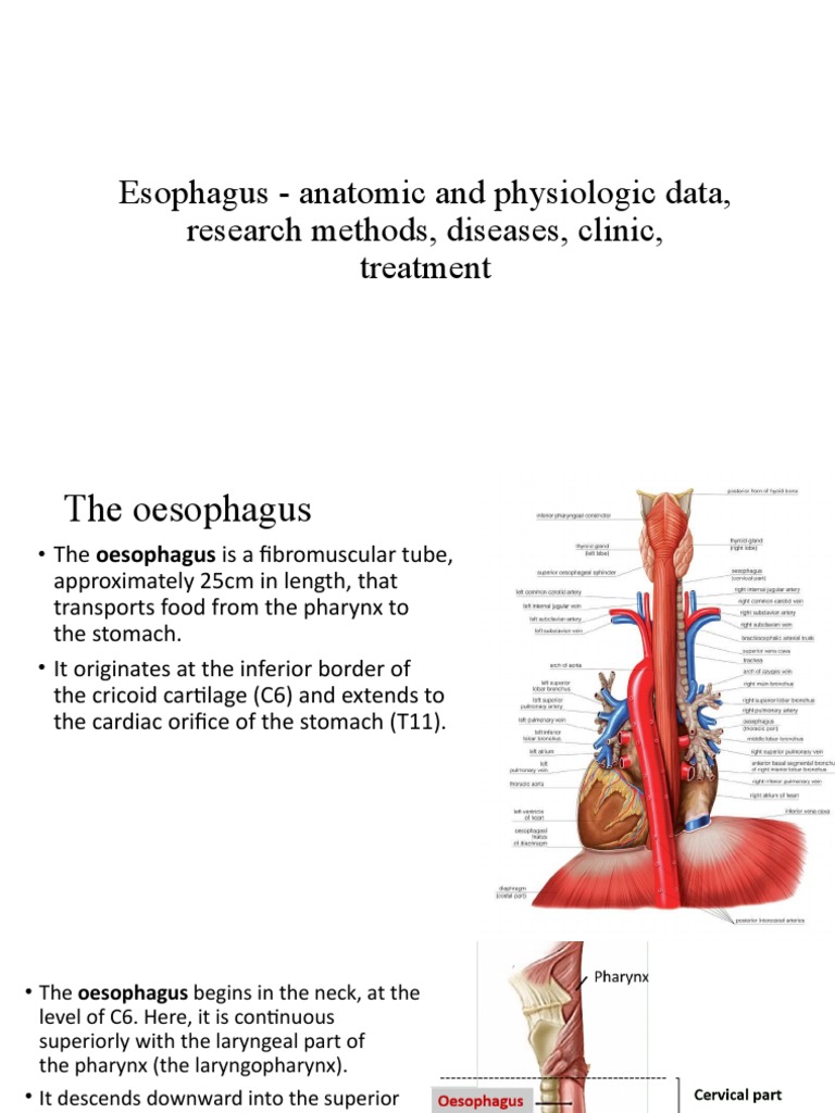 Anatomy and Physiology of the Esophagus | PDF | Esophagus | Esophageal ...