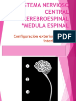 2021 - Teorico 03 - Sistema Nervioso Central Medula Espinal