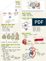 Sistema Cardiovascular Y Tejido Sanguíneo