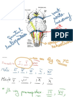 Nervii Cranieni