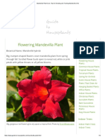 Mandevilla Plant Care, Tips For Growing and Training Mandevilla Vine