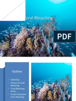 Coral Bleaching