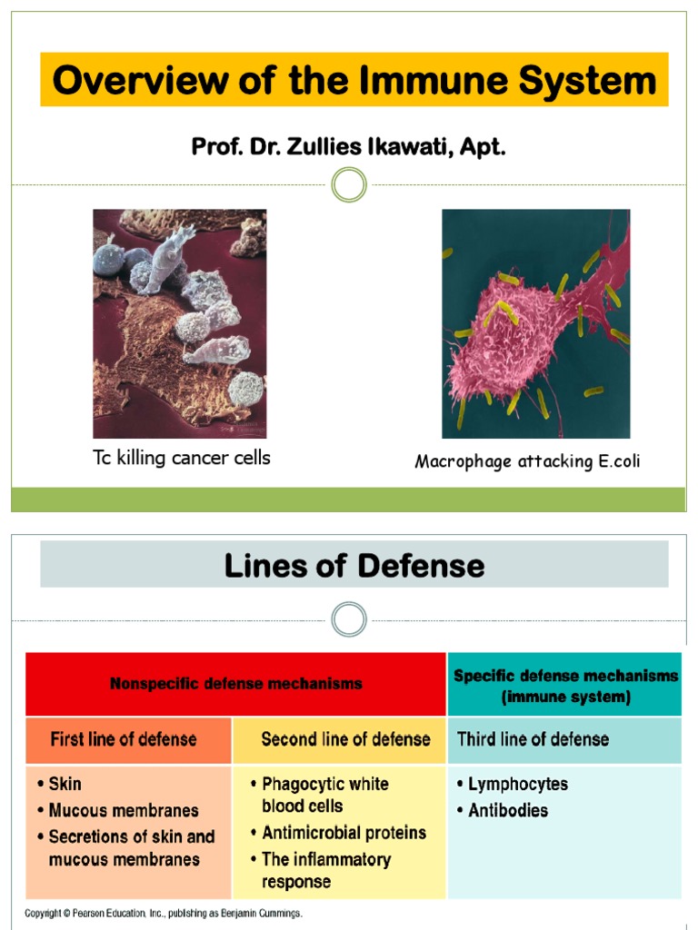 Overview of the Immune System Functions | PDF | Immune System | T Cell