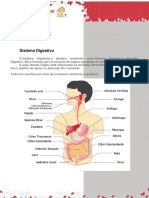 Sistema Digestivo