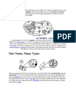 Animal Cell2