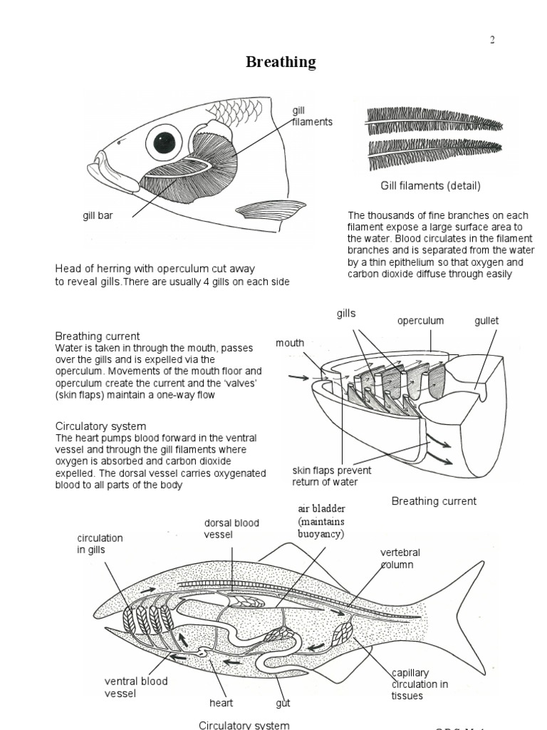 Fish Breathing | PDF | Gill | Circulatory System