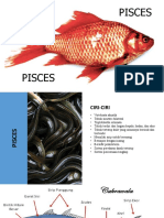 Pisces: Ciri, Klasifikasi, dan Contoh Ikan