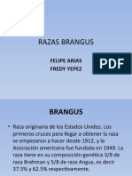 Razas Brangus Presentacion