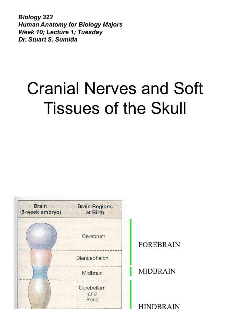 Cranial Nerves and Soft Tissues of The Skull | PDF | Primate Anatomy | Face
