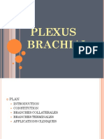 Anato23-Plexus Brachial Pelvien